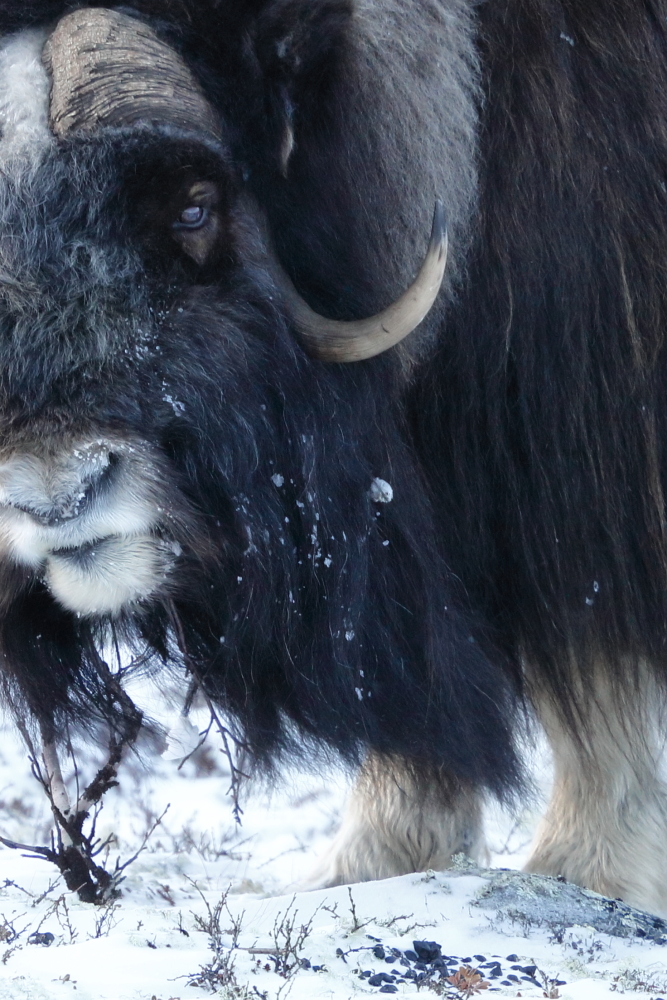 Norvege Dovrefjell Au Pays Des Bœufs Musques