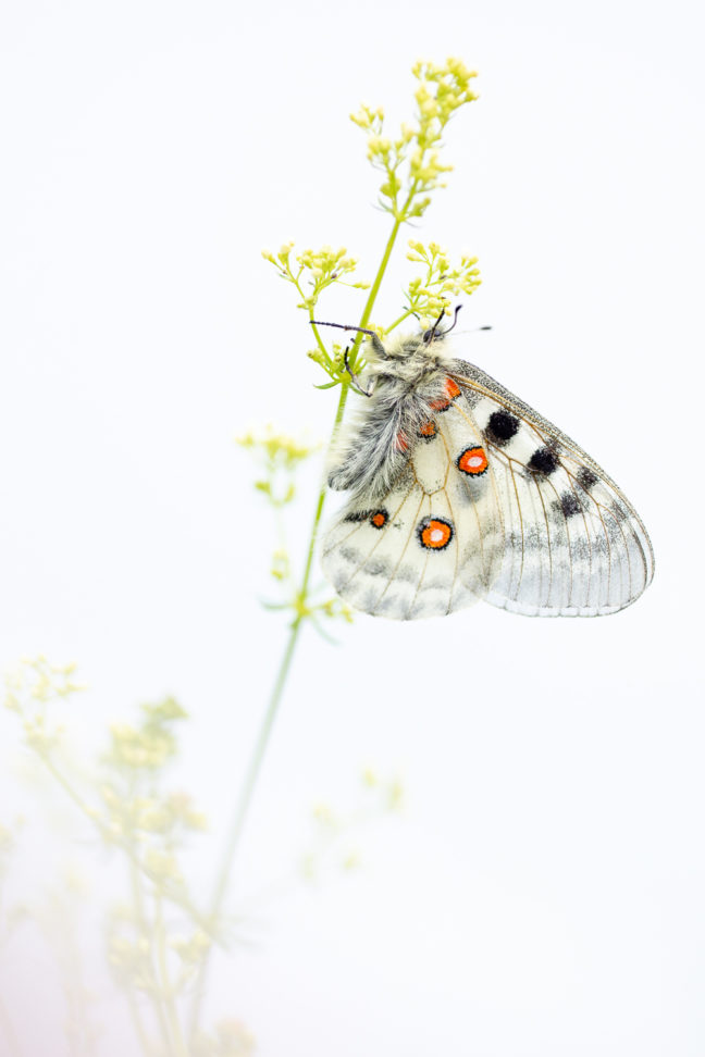 Apollon (Parnassius apollo) en high-key durant un stage photo papillon dans les Bauges