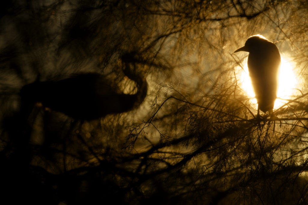 Un oeil sur la Nature | FRANCE – Oiseaux méditerranéens