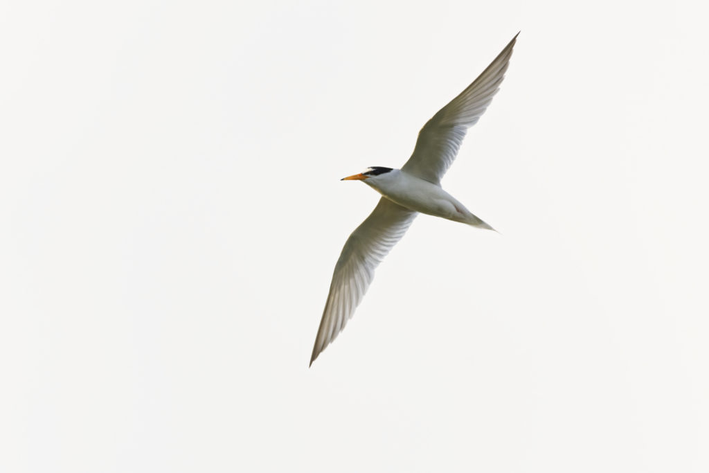 Un oeil sur la Nature | FRANCE – Oiseaux méditerranéens