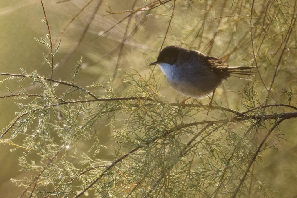 Un oeil sur la Nature | FRANCE – Oiseaux méditerranéens