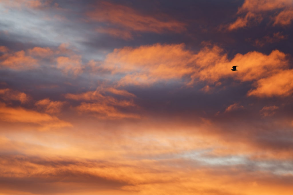 Un oeil sur la Nature | FRANCE – Oiseaux méditerranéens