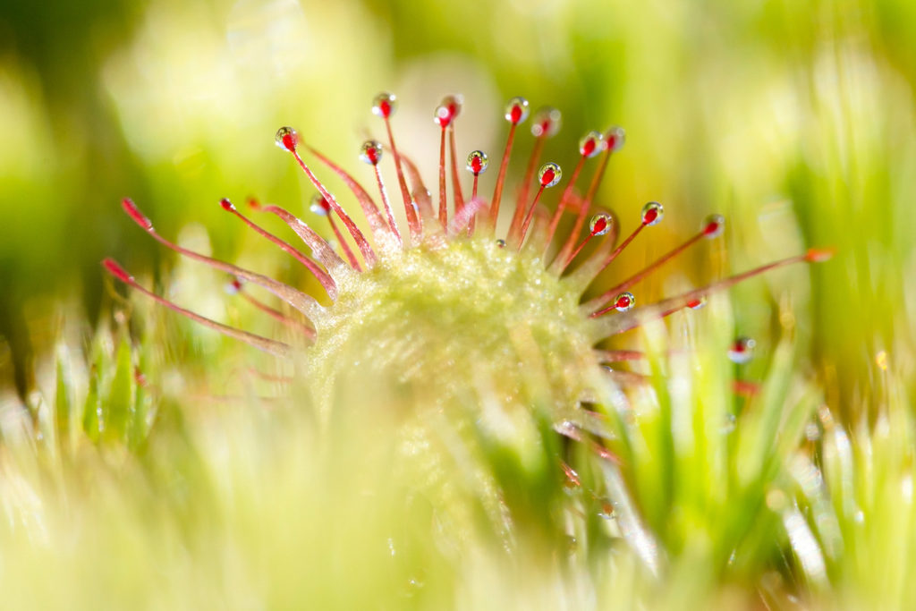 Un oeil sur la Nature | FRANCE – Ambiances aquatiques du Bugey Sud