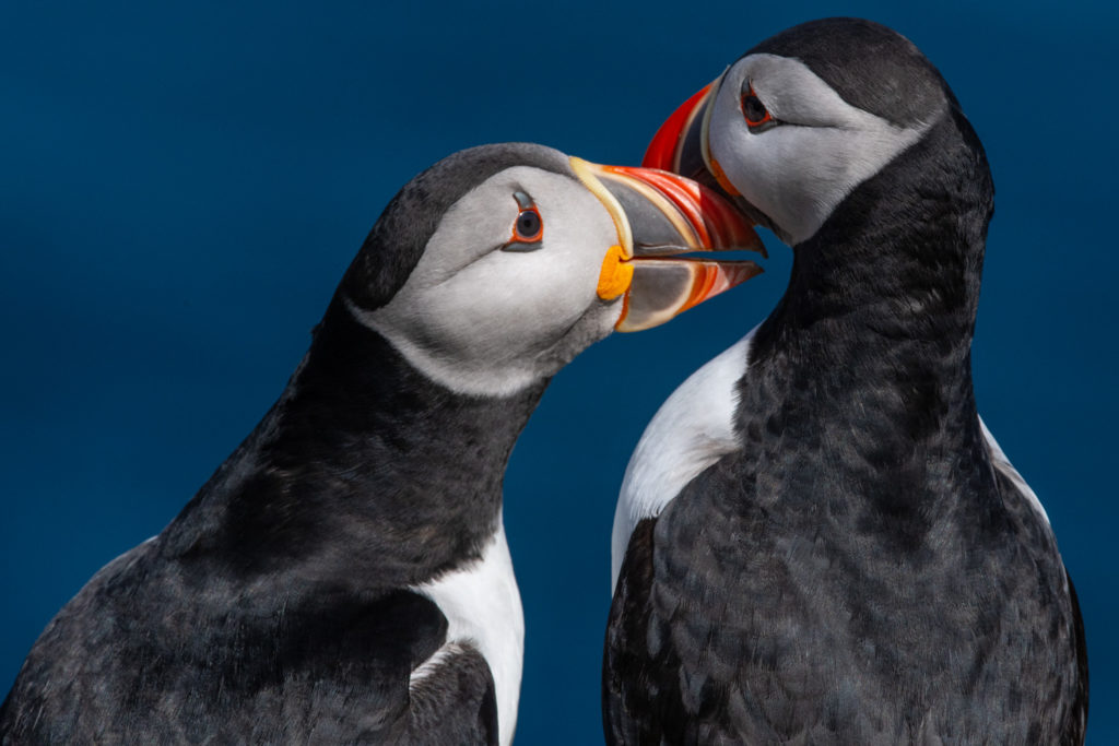 Un oeil sur la Nature | ÎLES SHETLAND –  Oiseaux et paysages marins