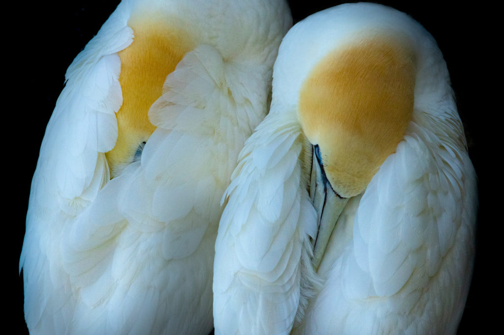 Un oeil sur la Nature | ÎLES SHETLAND –  Oiseaux et paysages marins