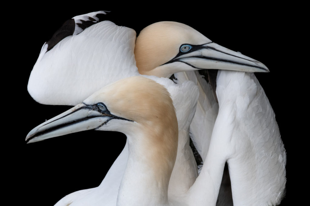 Un oeil sur la Nature | ÎLES SHETLAND –  Oiseaux et paysages marins