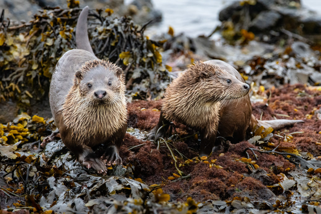 Un oeil sur la Nature | ÎLES SHETLAND –  Oiseaux et paysages marins