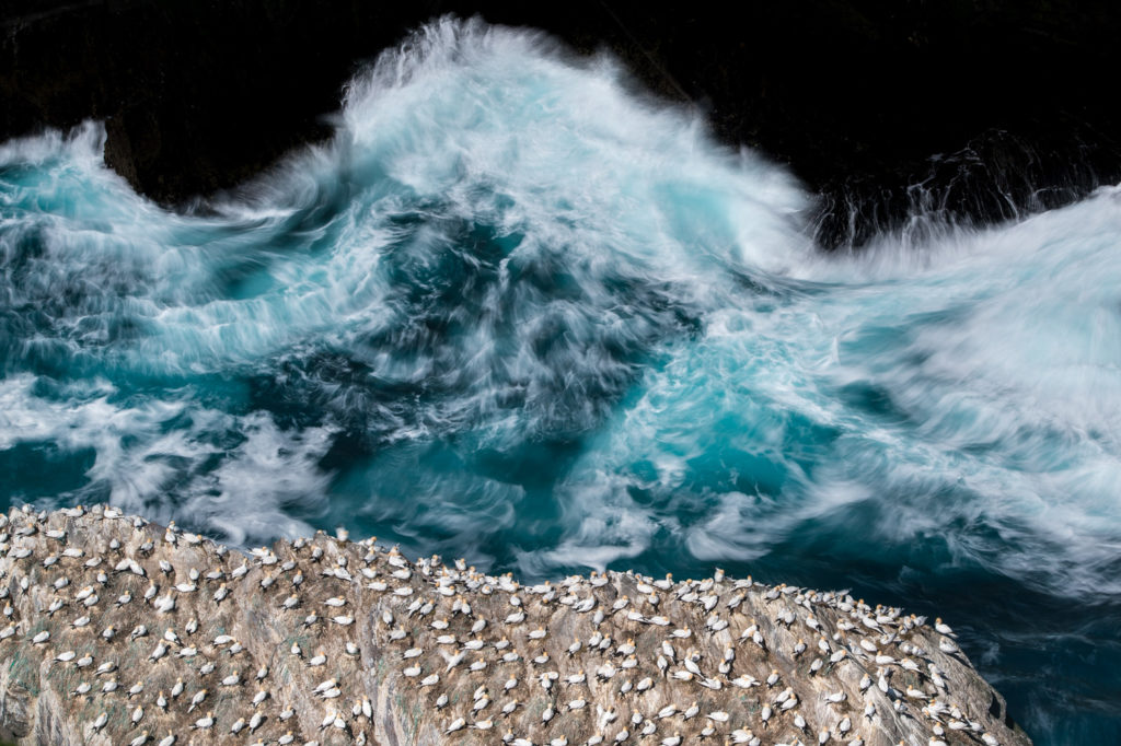 Un oeil sur la Nature | ÎLES SHETLAND –  Oiseaux et paysages marins