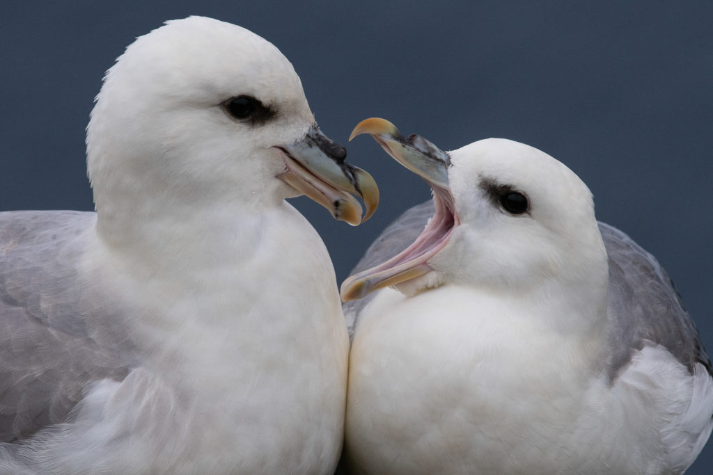 Un oeil sur la Nature | ÎLES SHETLAND –  Oiseaux et paysages marins