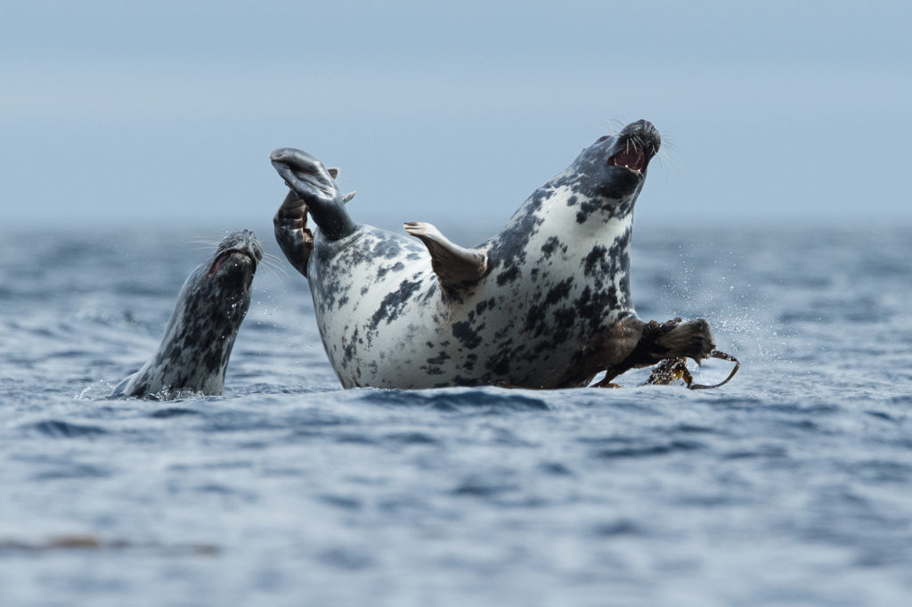 Un oeil sur la Nature | ÎLES SHETLAND –  Oiseaux et paysages marins