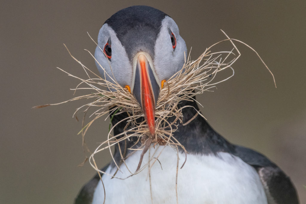 Un oeil sur la Nature | ÎLES SHETLAND –  Oiseaux et paysages marins