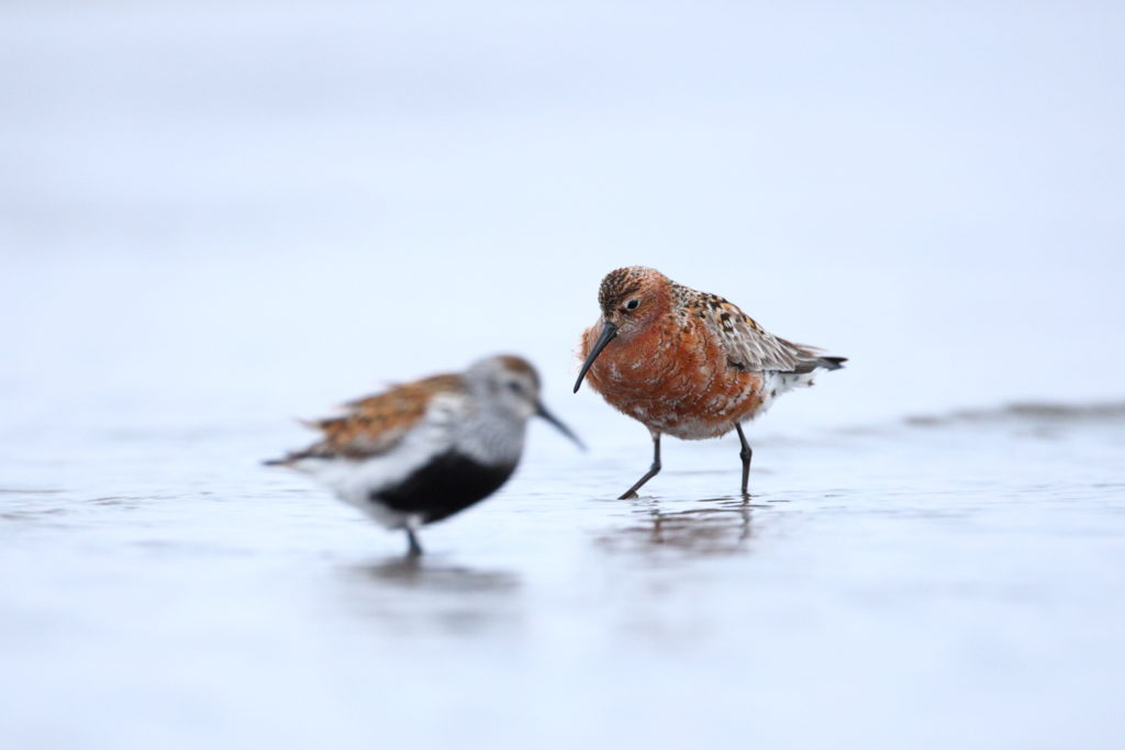 Un oeil sur la Nature | NORVÈGE – Oiseaux du Varanger