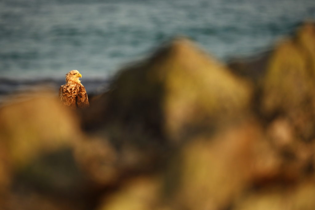 Un oeil sur la Nature | NORVÈGE – Oiseaux du Varanger