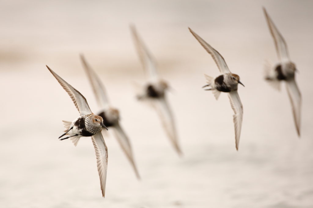 Un oeil sur la Nature | NORVÈGE – Oiseaux du Varanger