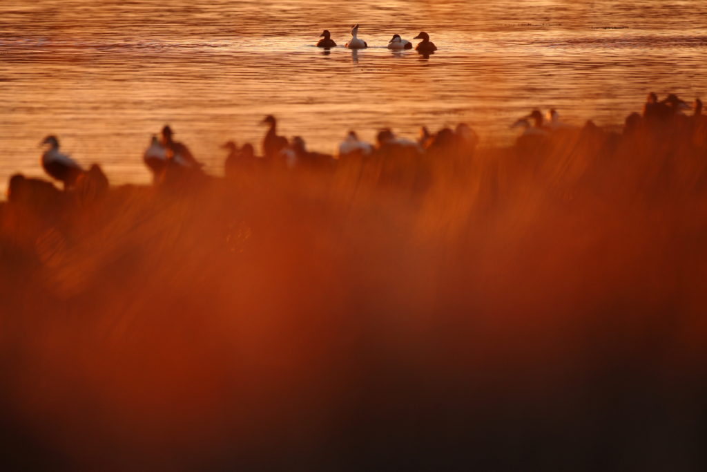 Un oeil sur la Nature | NORVÈGE – Oiseaux du Varanger