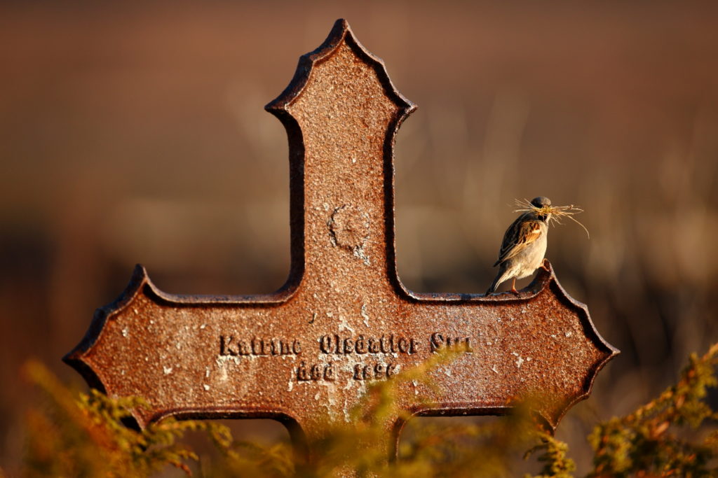 Un oeil sur la Nature | NORVÈGE – Oiseaux du Varanger