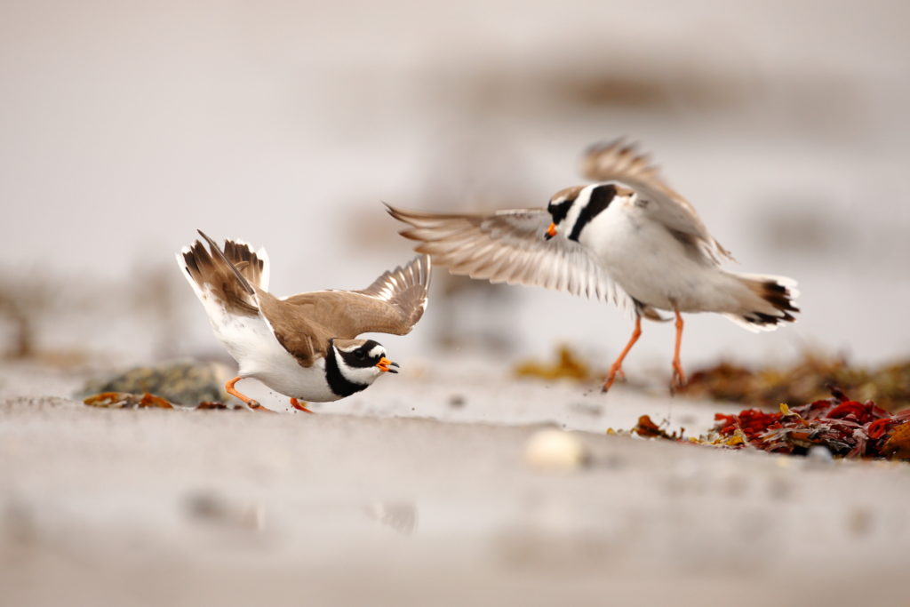 Un oeil sur la Nature | NORVÈGE – Oiseaux du Varanger