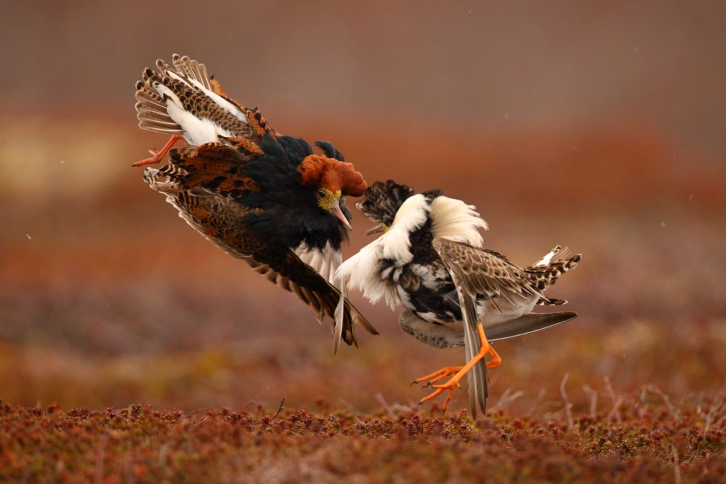 Un oeil sur la Nature | NORVÈGE – Oiseaux du Varanger