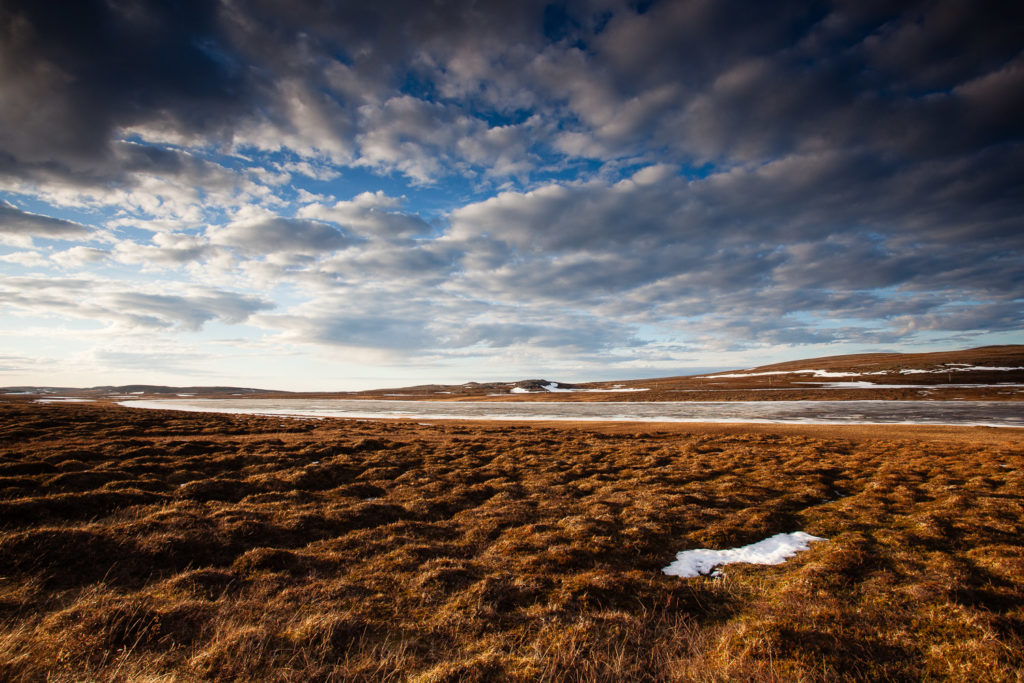 Un oeil sur la Nature | NORVÈGE – Oiseaux du Varanger