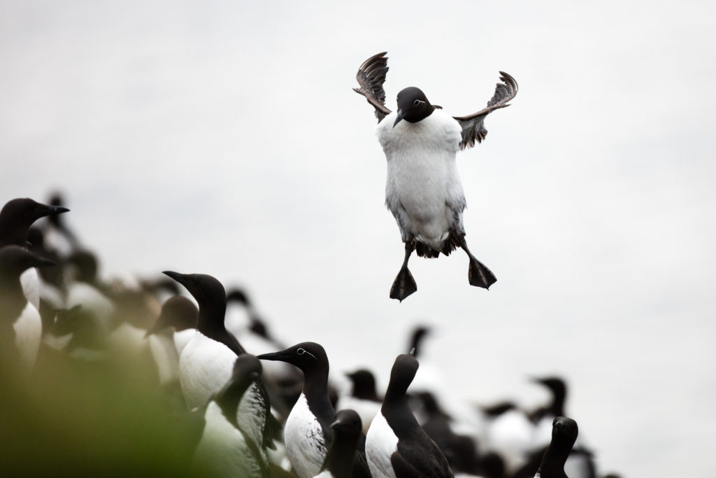 Un oeil sur la Nature | NORVÈGE – Oiseaux du Varanger