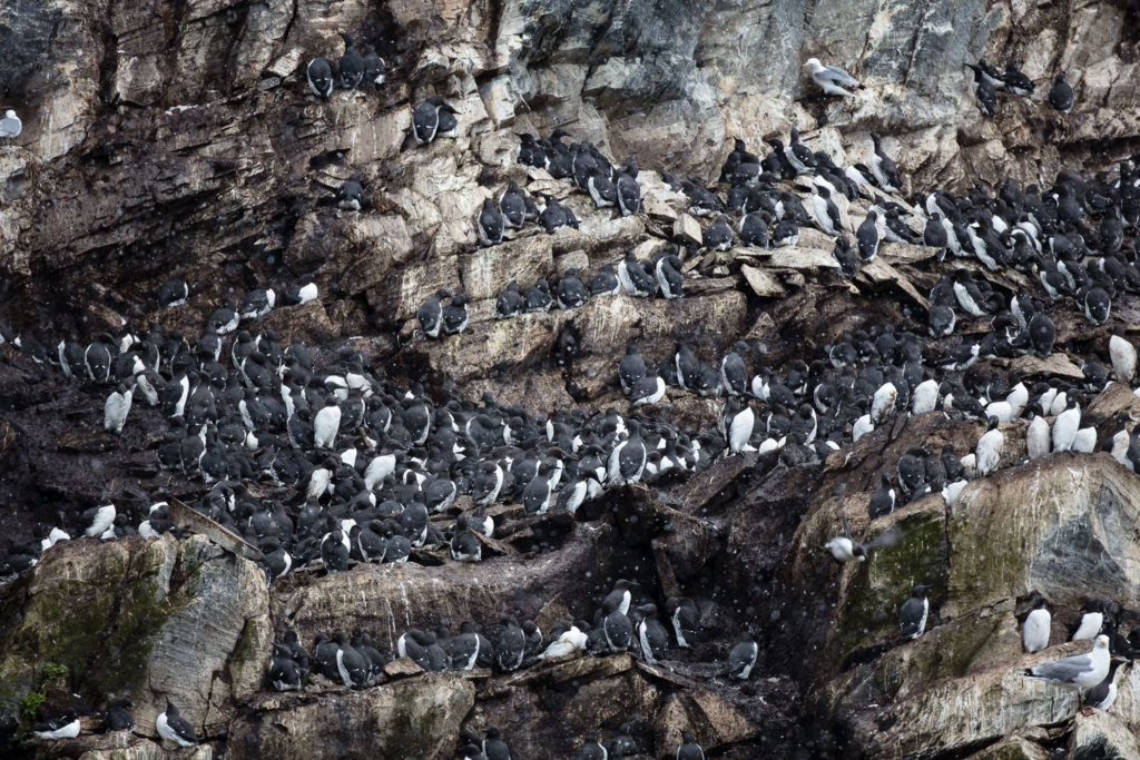 Un oeil sur la Nature | NORVÈGE – Oiseaux du Varanger