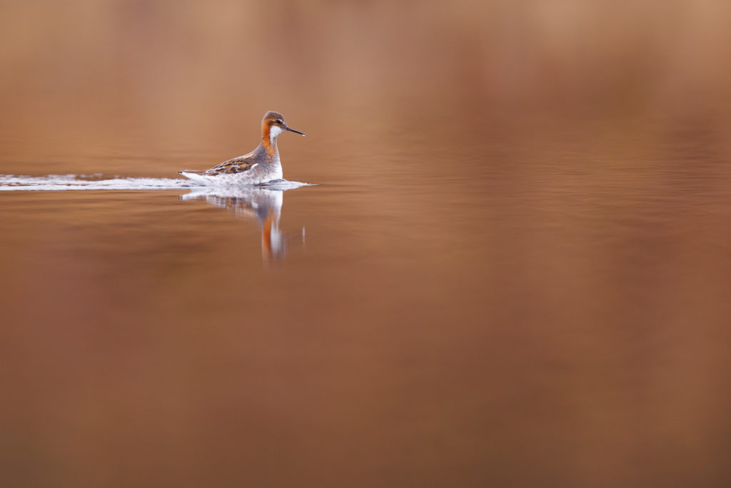 Un oeil sur la Nature | NORVÈGE – Oiseaux du Varanger