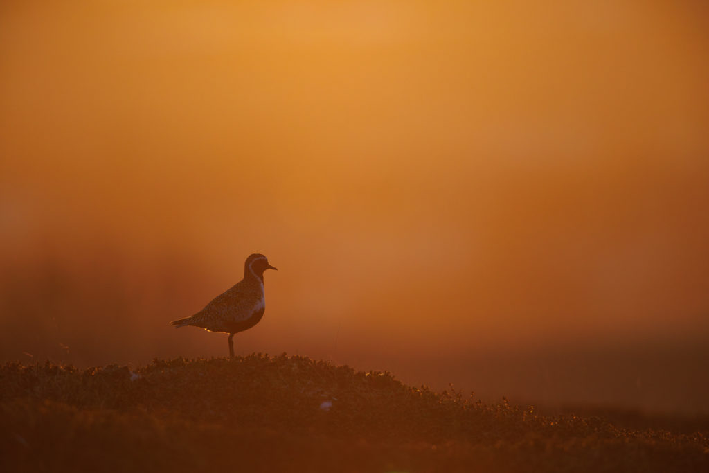 Un oeil sur la Nature | NORVÈGE – Oiseaux du Varanger