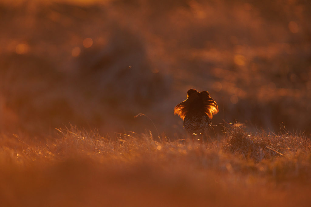 Un oeil sur la Nature | NORVÈGE – Oiseaux du Varanger