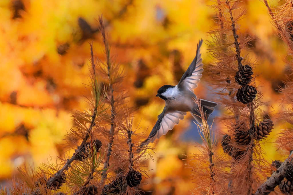 Mésange noire en vol