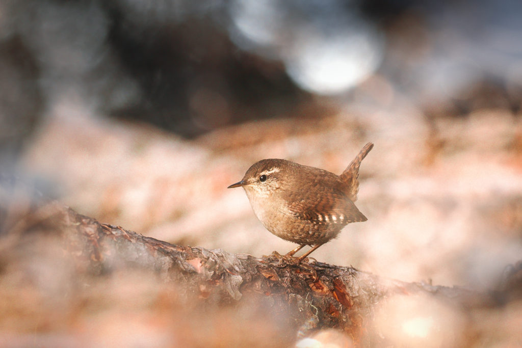 Troglodyte mignon en forêt