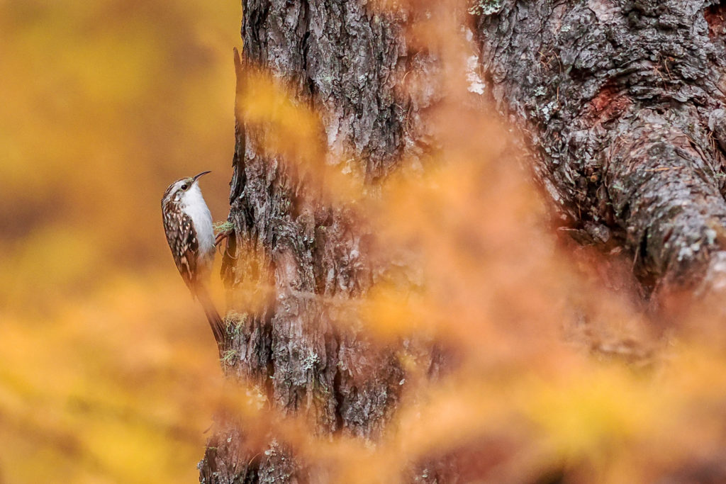 grimpereau des bois aux couleurs de l'automne