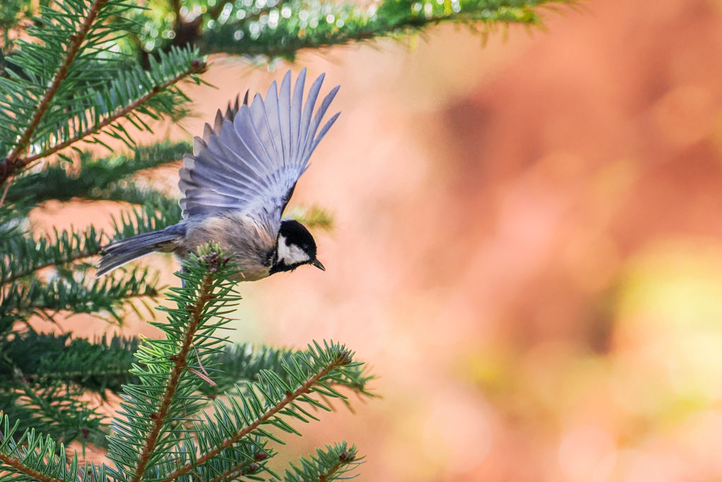 mésange noire à l'envol