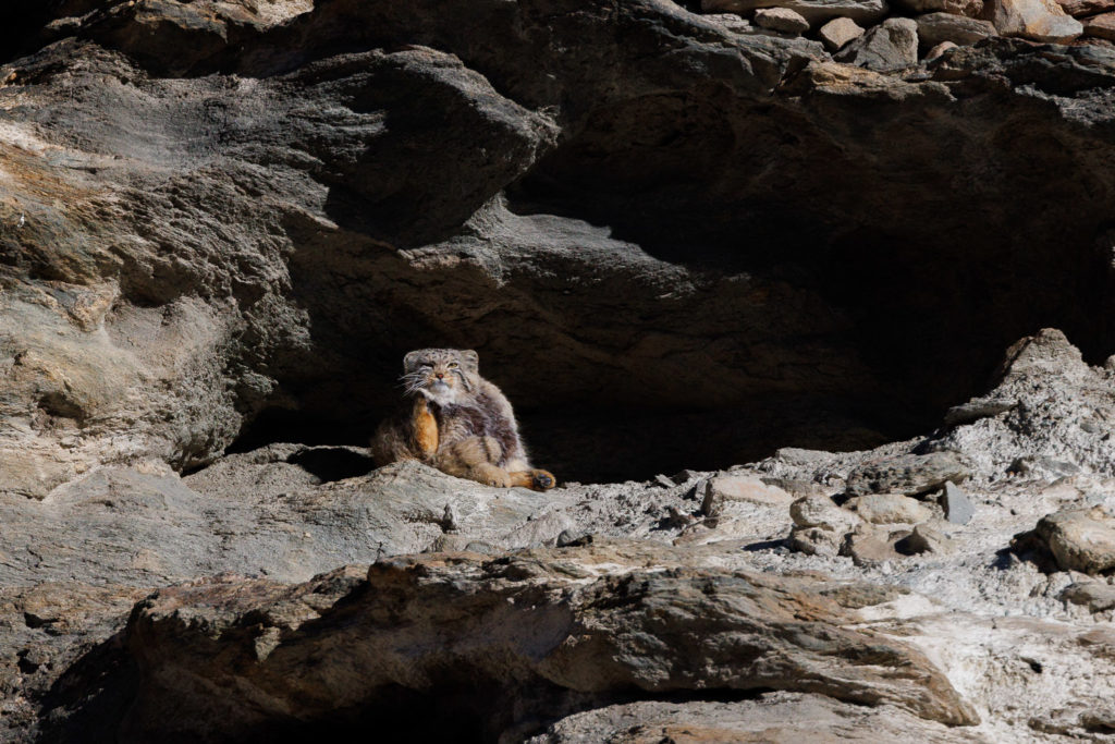 Chat de Pallas (Octobulus manul) photographié en voyage photo au Ladakh