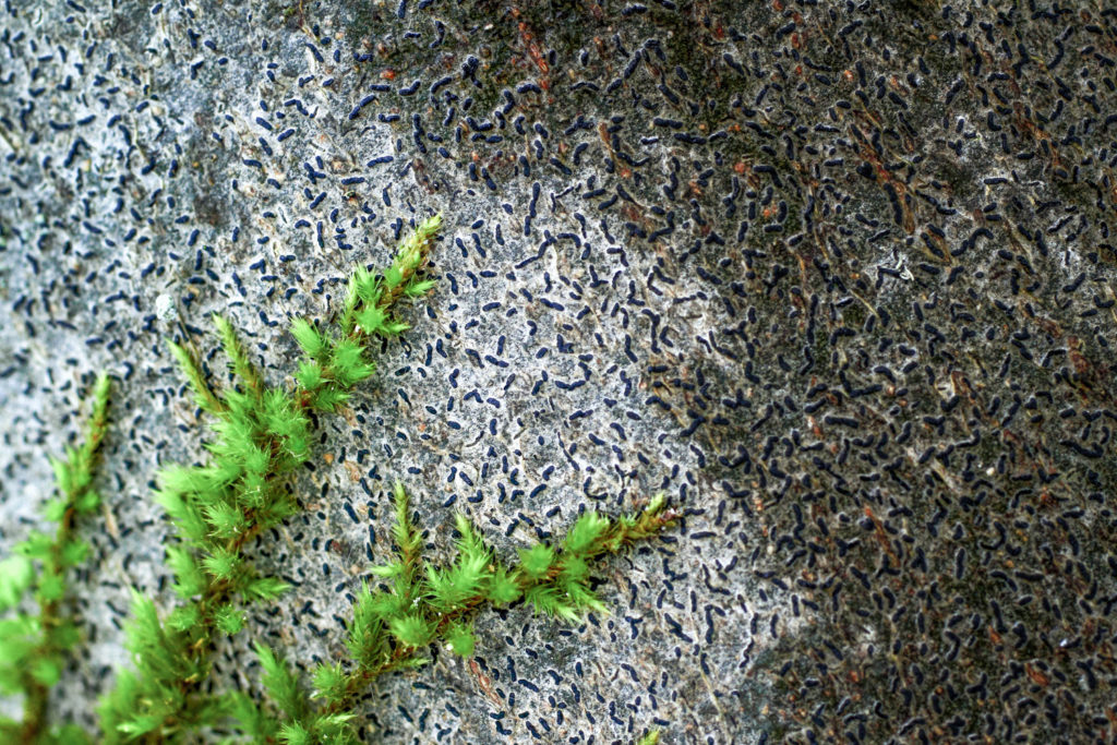 Un oeil sur la Nature | FRANCE – Graphismes en Baronnies