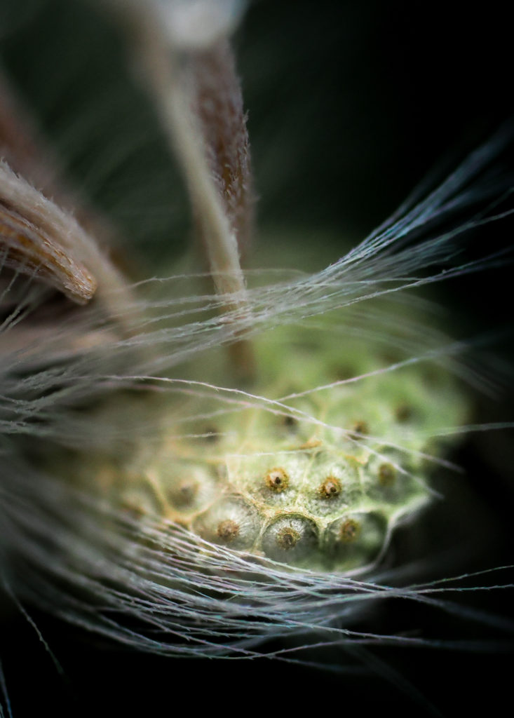 Un oeil sur la Nature | FRANCE – Graphismes en Baronnies