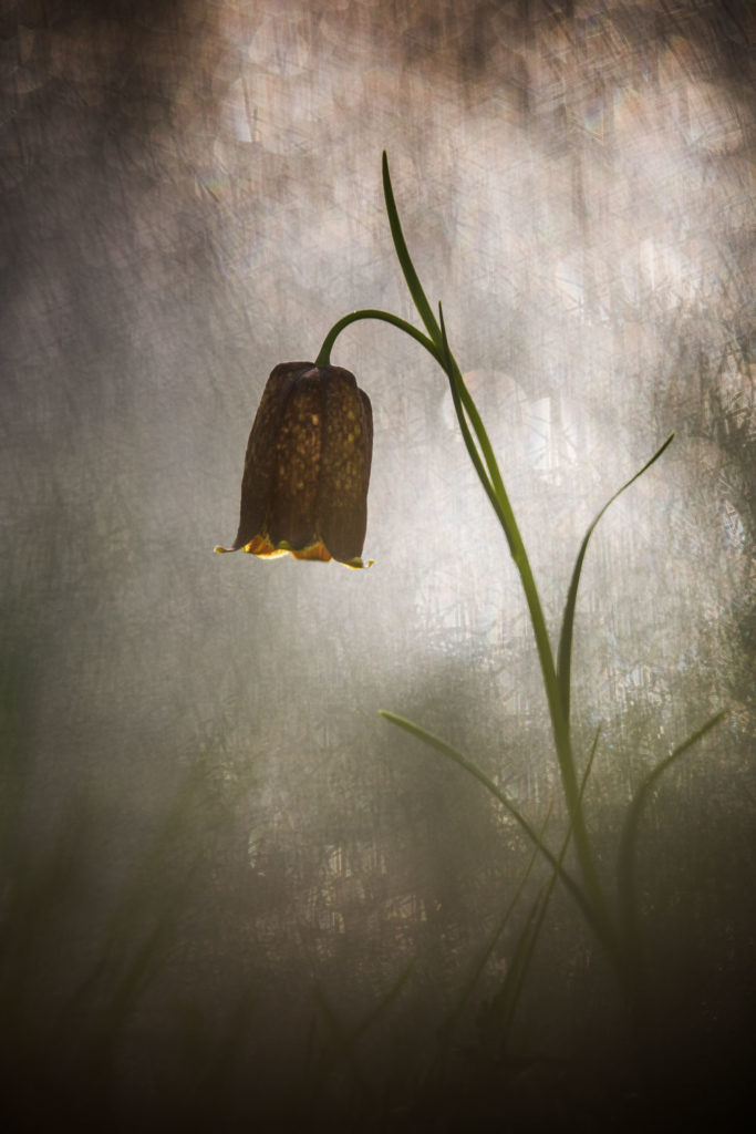 Un oeil sur la Nature | FRANCE – Proxyphotographie florale