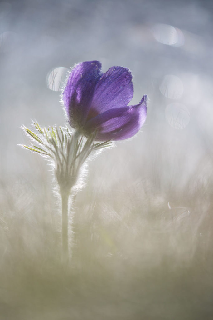 Un oeil sur la Nature | FRANCE – Proxyphotographie florale