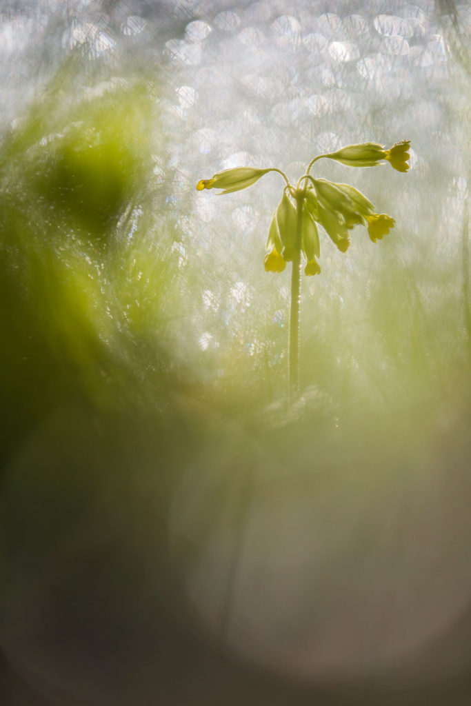 Un oeil sur la Nature | FRANCE – Proxyphotographie florale