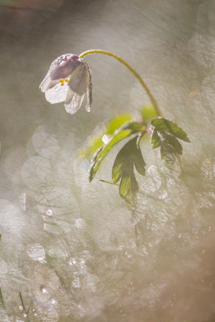 Un oeil sur la Nature | FRANCE – Proxyphotographie florale