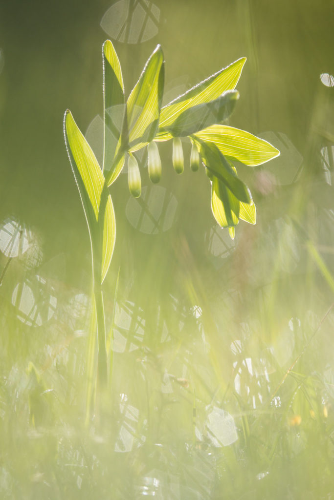 Un oeil sur la Nature | FRANCE – Proxyphotographie florale