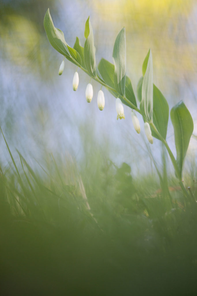 Un oeil sur la Nature | FRANCE – Proxyphotographie florale