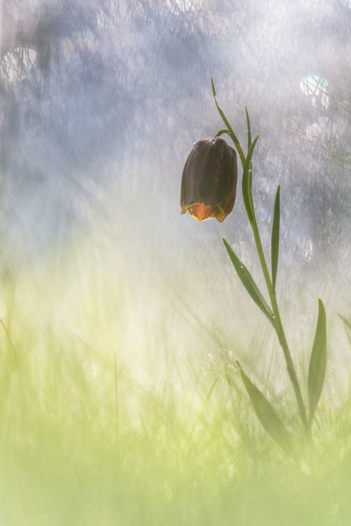 Un oeil sur la Nature | FRANCE – Proxyphotographie florale