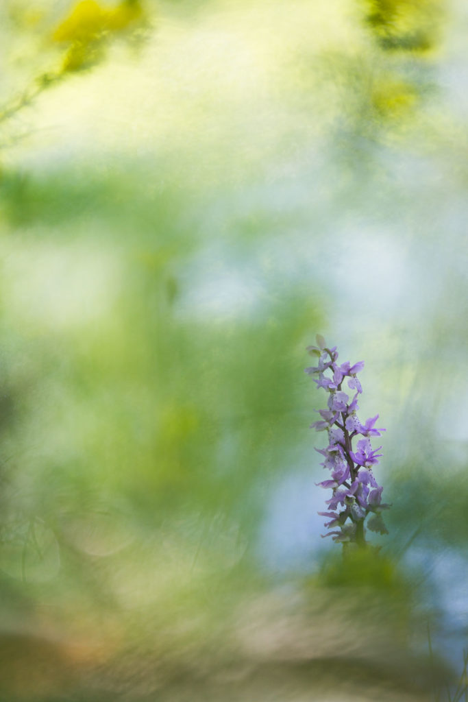 Un oeil sur la Nature | FRANCE – Proxyphotographie florale