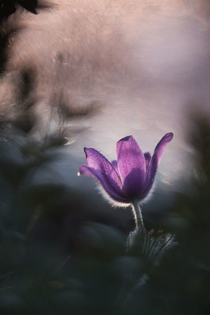 Un oeil sur la Nature | FRANCE – Proxyphotographie florale