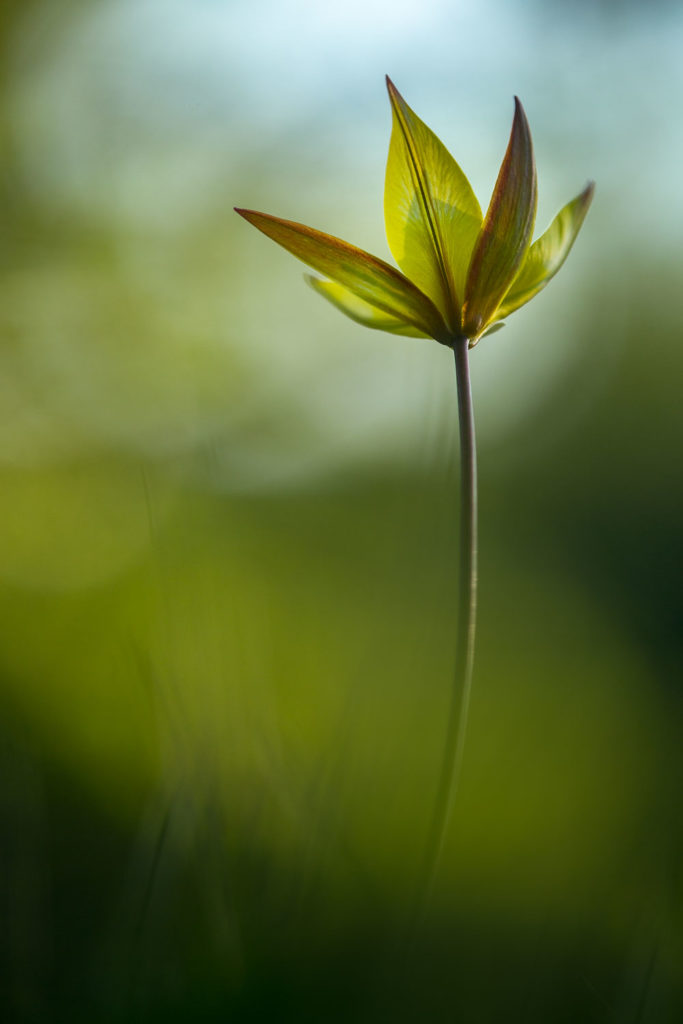 Un oeil sur la Nature | FRANCE – Proxyphotographie florale