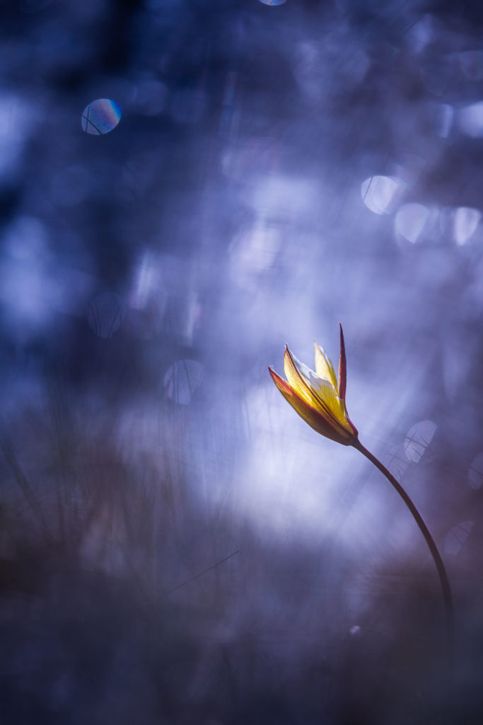 Un oeil sur la Nature | FRANCE – Proxyphotographie florale