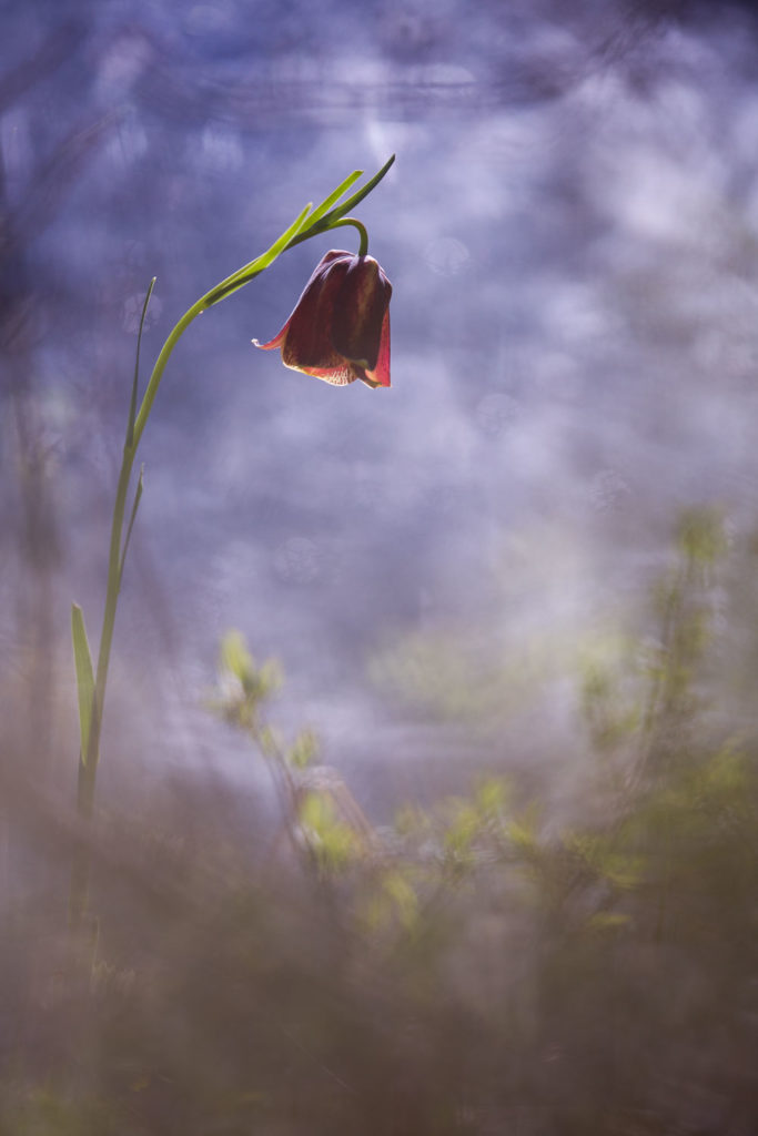 Un oeil sur la Nature | FRANCE – Proxyphotographie florale