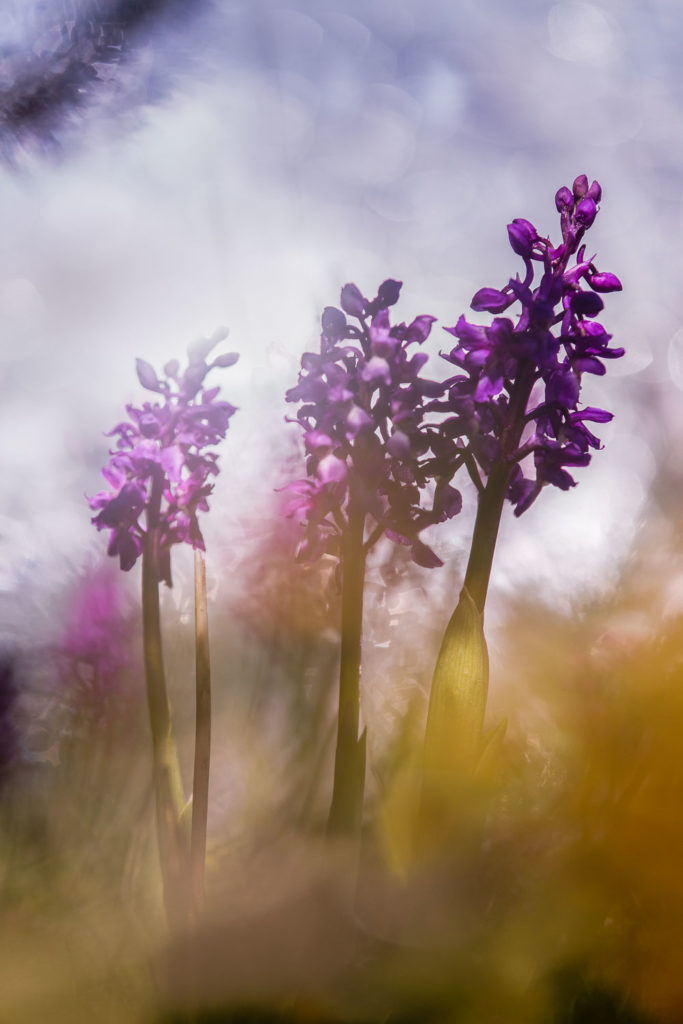 Un oeil sur la Nature | FRANCE – Proxyphotographie florale