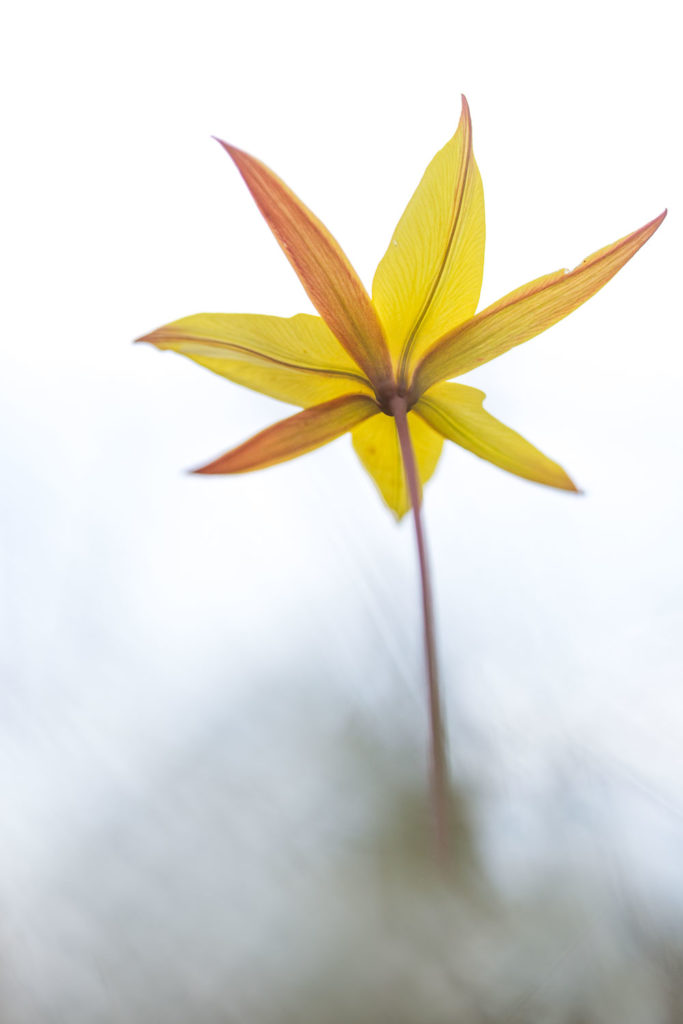 Un oeil sur la Nature | FRANCE – Proxyphotographie florale