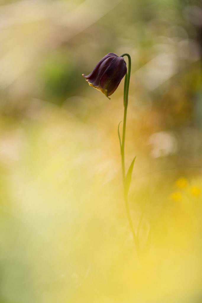 Un oeil sur la Nature | FRANCE – Proxyphotographie florale